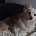 Znaleziono psa, Gdańsk, 19 lipca 2025