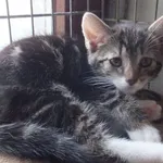 Znaleziono kota, Nowa Krępa, 10 lipca 2025