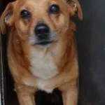 Znaleziono psa, Gdańsk, 19 lipca 2025