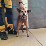 Znaleziono psa, Chełmek, 19 lipca 2025