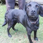 Lipiec to pies przywieziony w dniu 14.07.25r z terenu gm. Ryki, średni, kontaktowy, miły, grzeczny