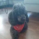 Zaginął pies rasy pudel, czarny z czerwoną chustą!