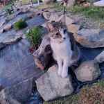 Zaginął kot, Pewel Wielka, 20 lipca 2025