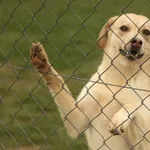 Pies do adopcji, Tatary, 24 sierpnia 2024