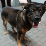 Znaleziono psa, Gdańsk, 18 lipca 2025