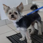 PIESEK Z INTERWENCJI 20.07.2025