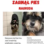 Zaginął pies, Ponikwa, 21 lipca 2025