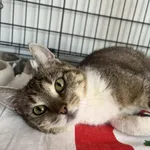 Znaleziono kota, Sosnowiec, 19 lipca 2025