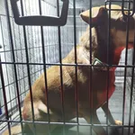 Znaleziono psa, Radom, 20 lipca 2025