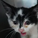 Znaleziono kota, Gdańsk, 20 lipca 2025