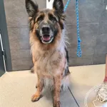 Przyjęty: 2025-07-19 Gmina: Brzeszcze Płeć: Suka Opis: owczarek niemiecki, czarne - podpalane