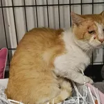 Kocurek poz. 25/427/K