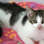 Kot do adopcji, Chełmek, 14 czerwca 2025