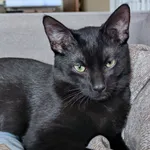 ZAGINĄŁ CZARNY KOT