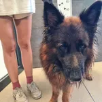 Znaleziono psa, Chełmek, 19 lipca 2025