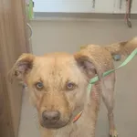 Znaleziono psa, Olsztyn, 21 lipca 2025