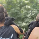 Pies do adopcji, Radom, 2 sierpnia 2025