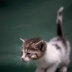 Znaleziono kota, Sosnowiec, 18 lipca 2025