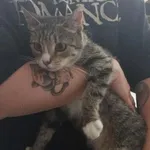 Znaleziono kota, Toruń, 20 lipca 2025