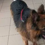 Znaleziono psa, Tatary, 19 lipca 2025