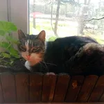 Zaginął kot, Odoje, 22 lipca 2025