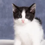 Kot do adopcji, Gdańsk, 17 lipca 2025