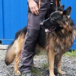 Znaleziono psa, Łódź, 21 lipca 2025