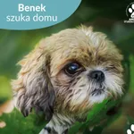 Benek