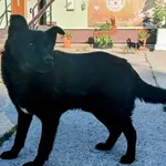 Znaleziono psa, Pieckowo, 22 lipca 2025