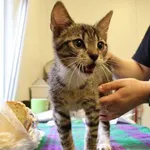 Znaleziono kota, Łódź, 23 lipca 2025