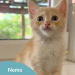 Nemo