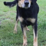 Pies do adopcji, Grudziądz, 16 lipca 2025