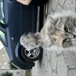 Znaleziono kota, Łódź, 25 lipca 2025