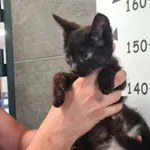 Znaleziono kota, Chełmek, 23 lipca 2025