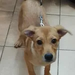 Znaleziono psa, Sosnowiec, 19 lipca 2025