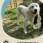 Znaleziono psa, Dąbrówka, 21 lipca 2025