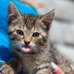 Znaleziono kota, Racławice, 22 lipca 2025