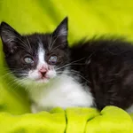 Znaleziono kota, Racławice, 22 lipca 2025