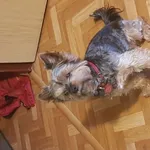 Zaginął pies, Łódź, 24 lipca 2025