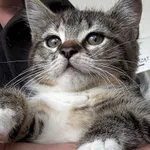 Znaleziono kota, Gdańsk, 24 lipca 2025