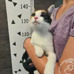 Znaleziono kota, Chełmek, 23 lipca 2025