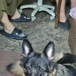 Zaginął pies, Łódź, 23 lipca 2025