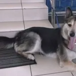 PIES PRZYWIEZIONY Z INTERWENCJI 24-07-2025