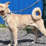 Znaleziono psa, Łódź, 23 lipca 2025