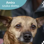 Pies do adopcji, Starogard Gdański, 22 lipca 2025