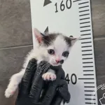 Znaleziono kota, Chełmek, 22 lipca 2025