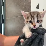 Znaleziono kota, Chełmek, 22 lipca 2025