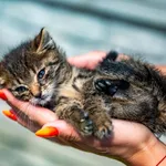 Znaleziono kota, Racławice, 22 lipca 2025