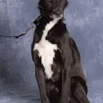 Pies do adopcji, Gdańsk, 23 lipca 2025