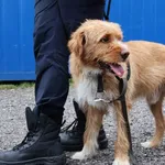 Znaleziono psa, Łódź, 25 lipca 2025